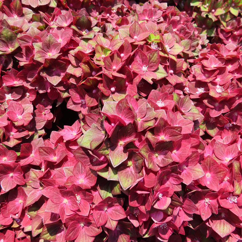 Hydrangea macrophylla Rebellion Red Love - Ortensia (Fioritura)