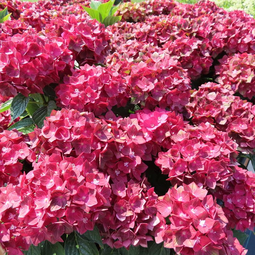 Hydrangea macrophylla Rebellion Red Love - Ortensia (Porto)