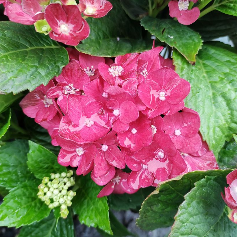 Hydrangea macrophylla Music Collection Red Reggae - Ortensia (Fioritura)