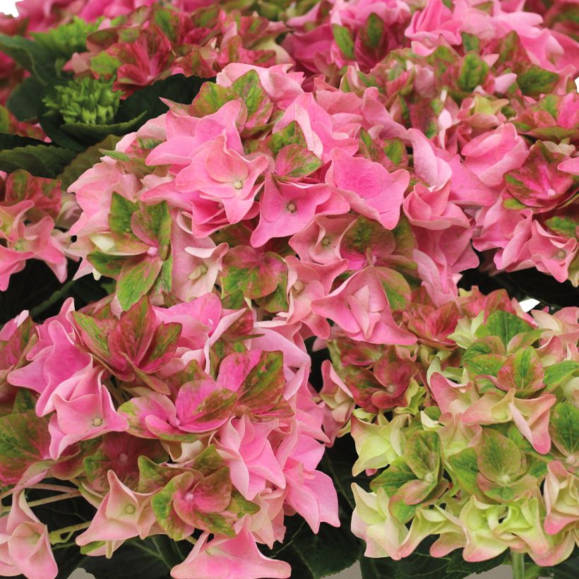 Hydrangea macrophylla Rembrandt Antico Fresco - Ortensia (Fioritura)