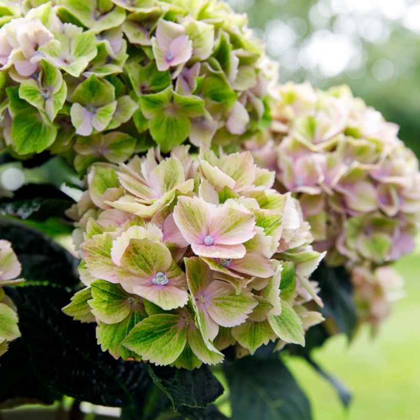 Hydrangea macrophylla Rembrandt Bella Pesche - Ortensia (Fioritura)