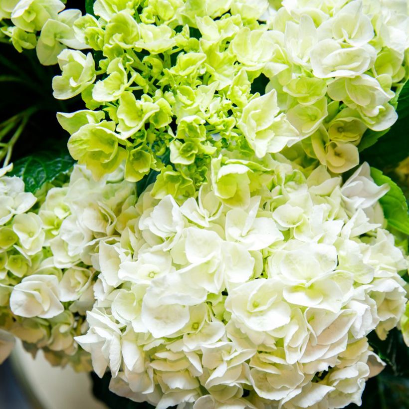Hydrangea macrophylla Rembrandt Elegant Rosa - Ortensia (Fioritura)