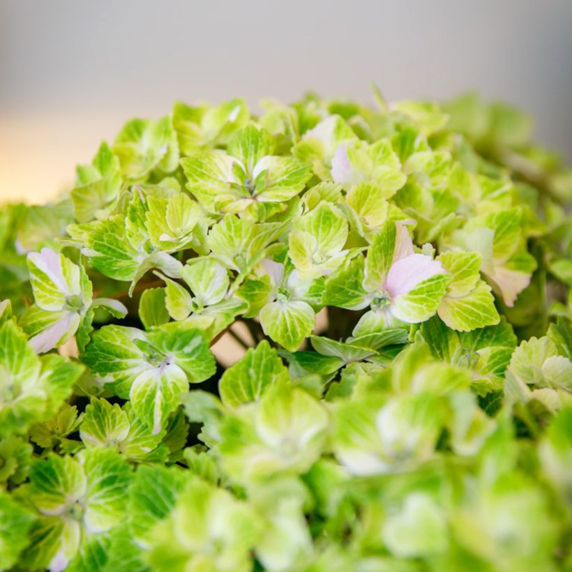 Hydrangea macrophylla Rembrandt Vibrant Verde - Ortensia (Fioritura)