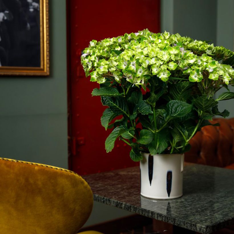 Hydrangea macrophylla Rembrandt Vibrant Verde - Ortensia (Porto)