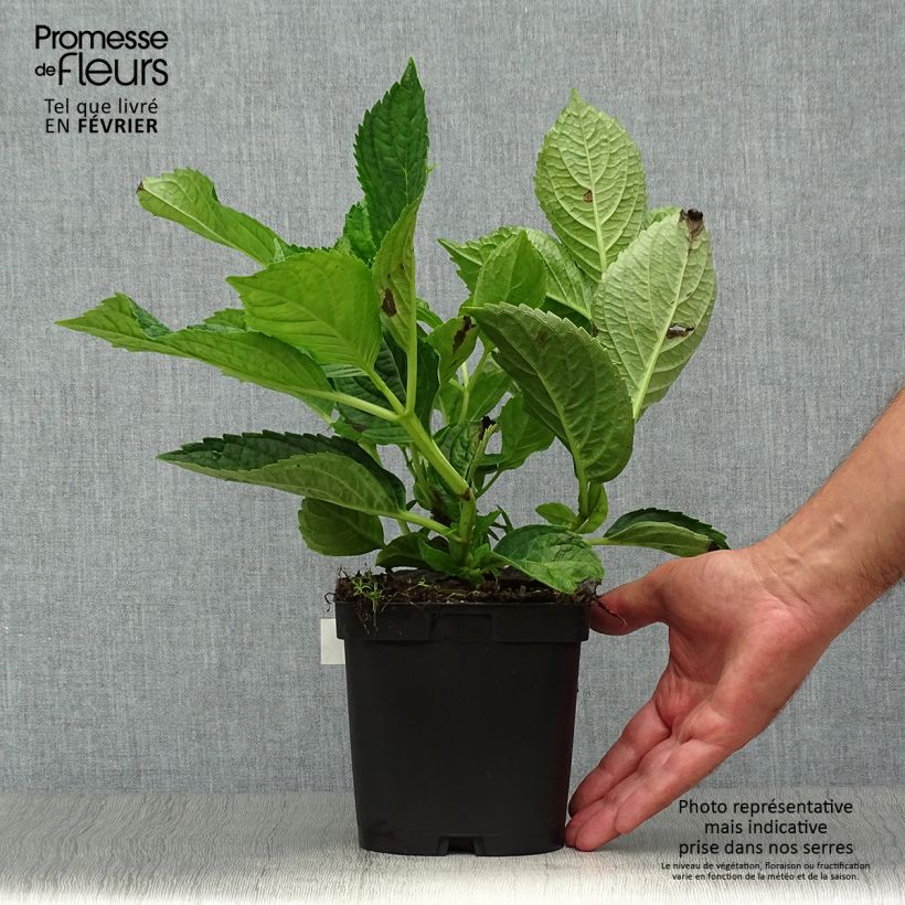 Esemplare di Hydrangea macrophylla Renate Steiniger - Ortensia Vaso da 2L/3L come consegnato in autunno