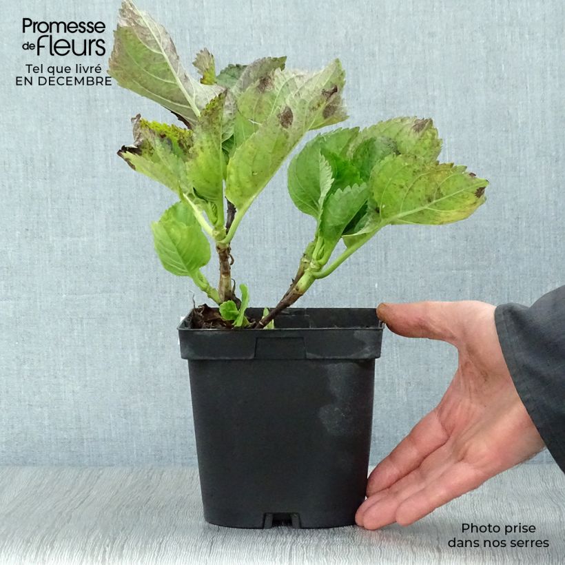 Hydrangea macrophylla Renate Steiniger - Ortensia Vaso da 2L/3L esemplare consegnato in inverno