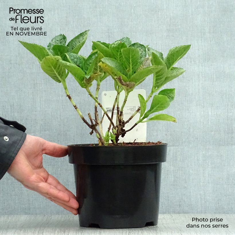 Esemplare di Hydrangea macrophylla Rosita - Ortensia Vaso da 2L/3L come consegnato in autunno