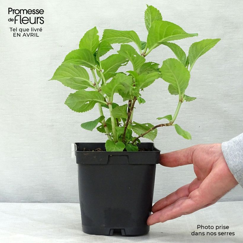 Hydrangea macrophylla Rosita - Ortensia Vaso da 2L/3L esemplare consegnato in primavera