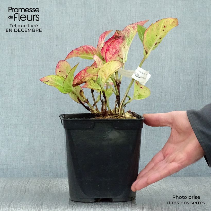 Hydrangea macrophylla Rotschwanz - Ortensia Vaso da 2L/3L esemplare consegnato in inverno