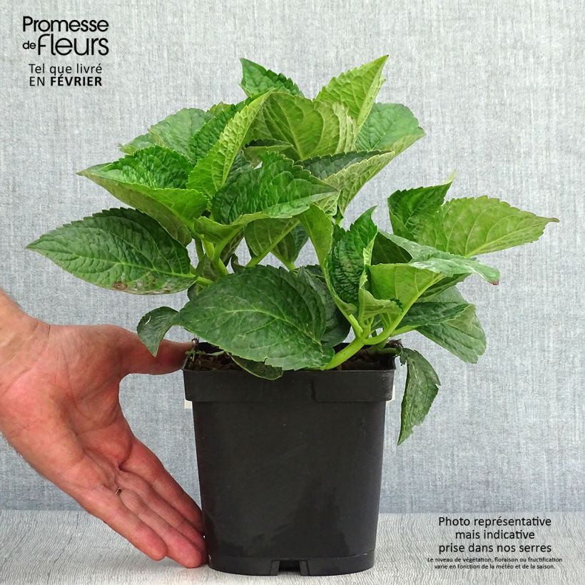 Esemplare di Hydrangea macrophylla Rotschwanz - Ortensia Vaso da 2L/3L come consegnato in autunno