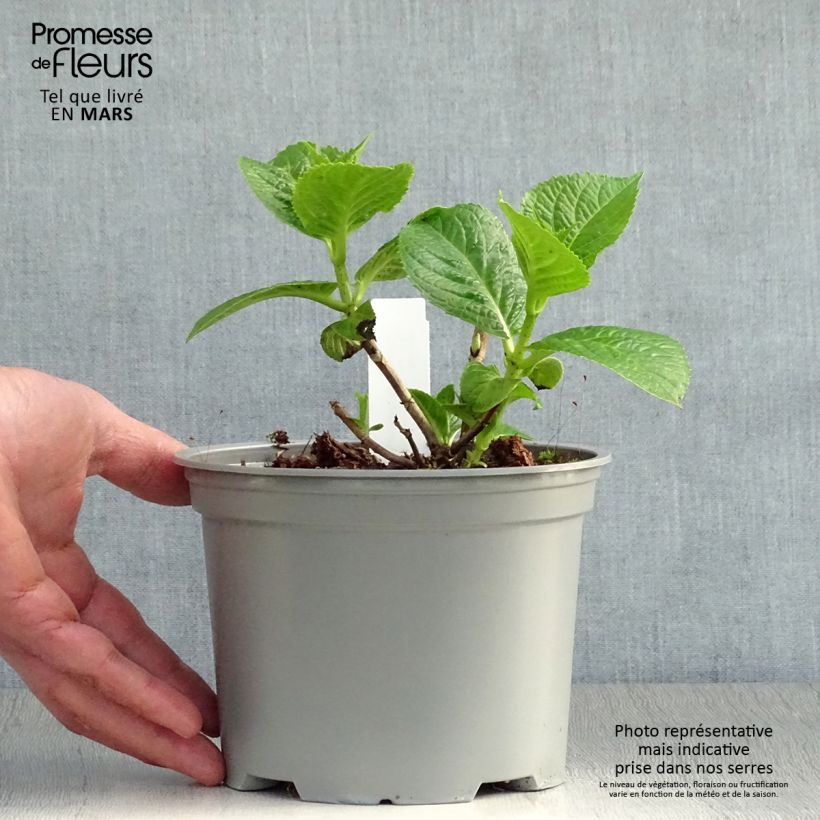 Hydrangea macrophylla Rotschwanz - Ortensia Vaso da 2L/3L esemplare consegnato in primavera