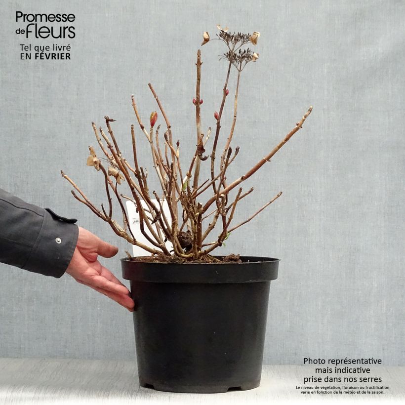 Hydrangea macrophylla Rotschwanz - Ortensia Vaso da 7,5L/10L esemplare consegnato in inverno