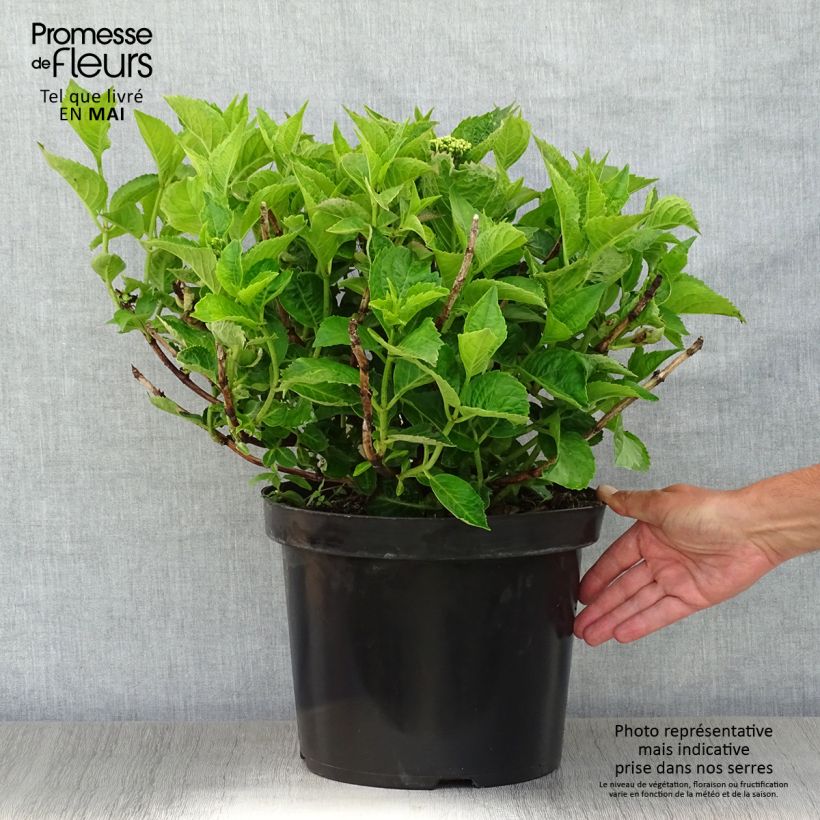 Hydrangea macrophylla Rotschwanz - Ortensia Vaso da 7,5L/10L esemplare consegnato in primavera