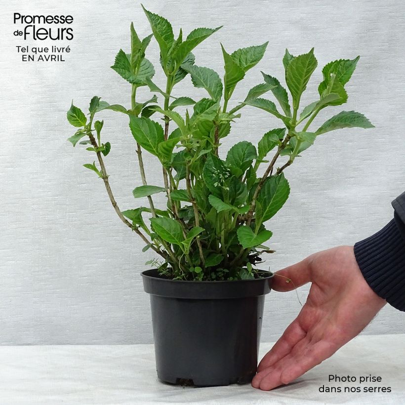 Hydrangea macrophylla Schloss Wackerbarth - Ortensia Vaso da 3L/4L esemplare consegnato in primavera