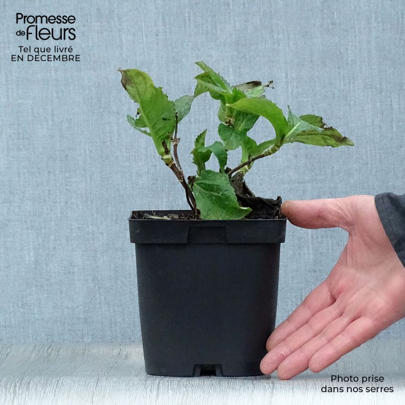 Hydrangea macrophylla So Long Sunny - Ortensia Vaso da 2L/3L esemplare consegnato in inverno