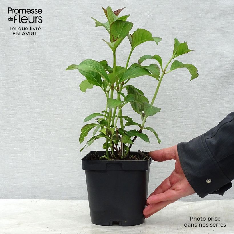 Hydrangea macrophylla So Long Sunny - Ortensia Vaso da 2L/3L esemplare consegnato in primavera