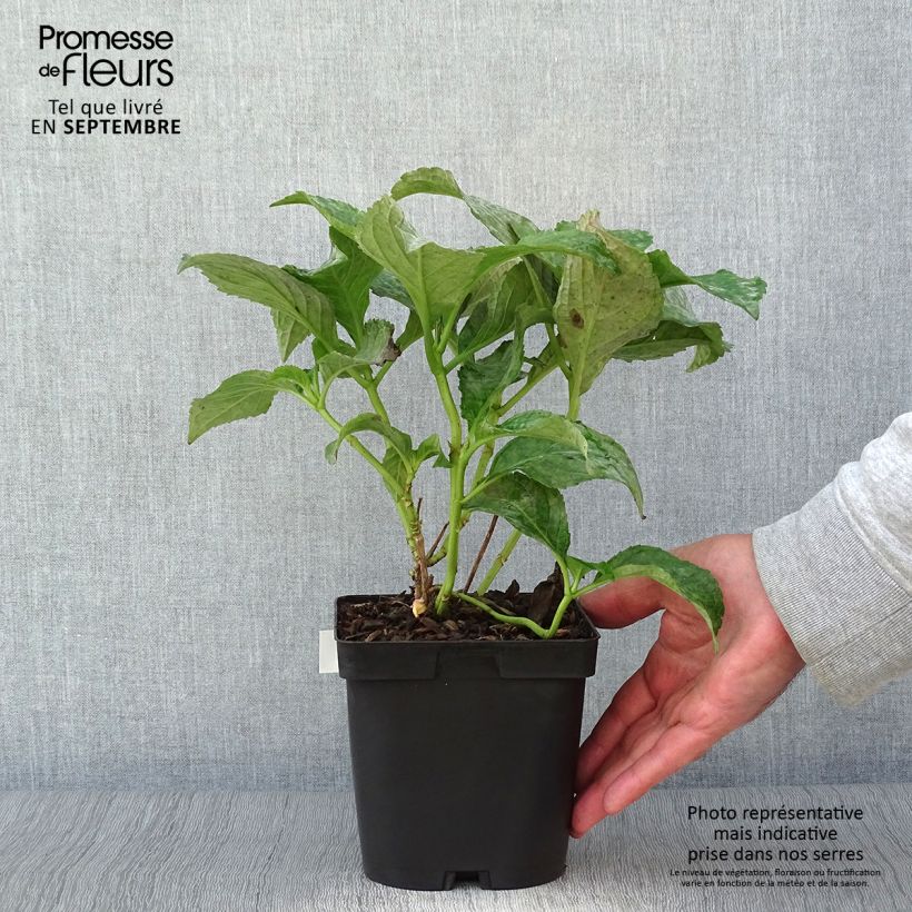 Esemplare di Hydrangea macrophylla So Long Sunny - Ortensia Vaso da 2L/3L come consegnato in autunno