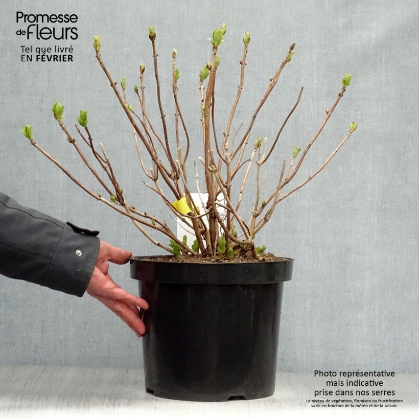 Hydrangea macrophylla Soeur Thérèse - Ortensia Vaso da 7,5L/10L esemplare consegnato in inverno