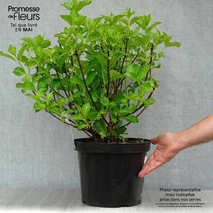 Hydrangea macrophylla Soeur Thérèse - Ortensia Vaso da 7,5L/10L esemplare consegnato in primavera
