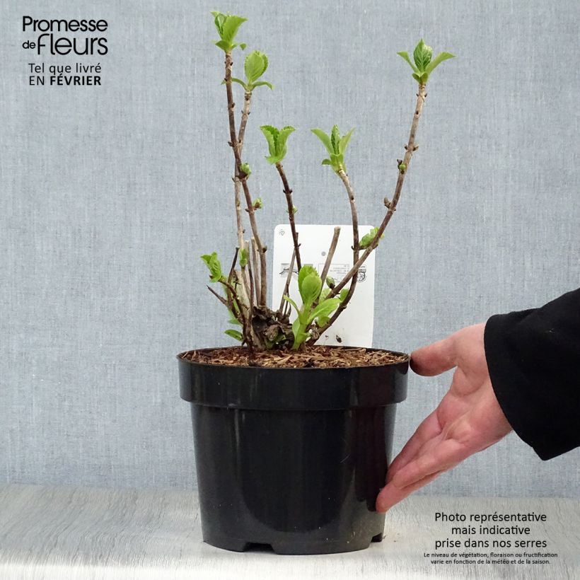 Hydrangea macrophylla Soeur Thérèse - Ortensia Vaso da 2L/3L esemplare consegnato in inverno