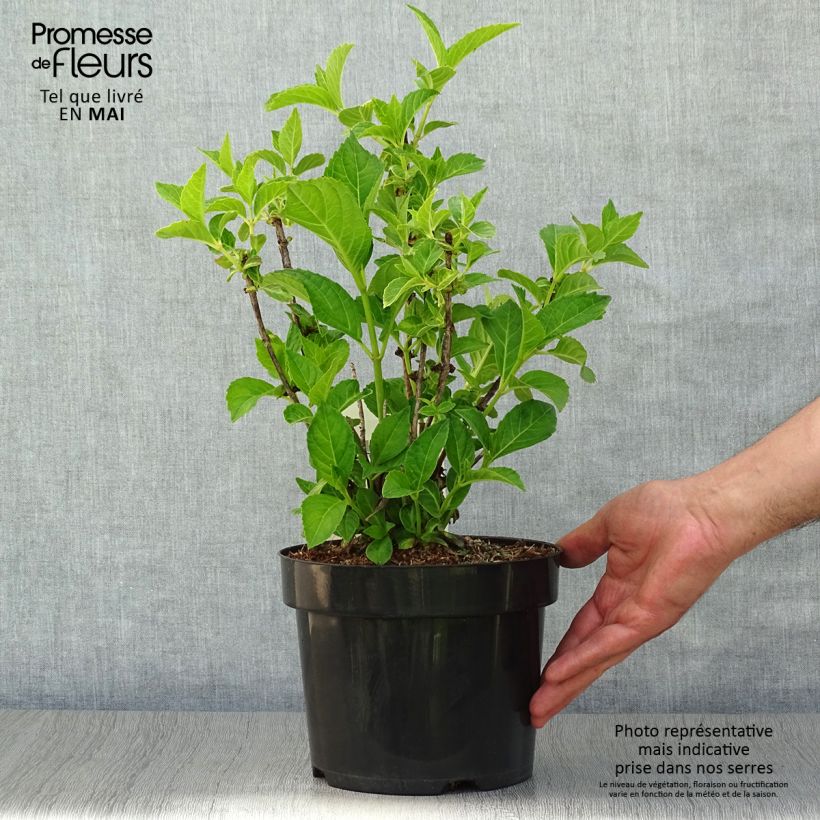 Hydrangea macrophylla Soeur Thérèse - Ortensia Vaso da 2L/3L esemplare consegnato in primavera