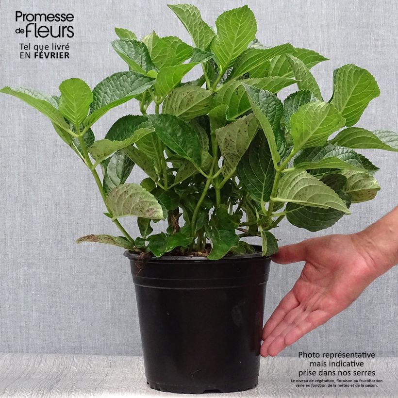 Esemplare di Hydrangea macrophylla Star Gazer Blue - Ortensia Vaso da 4L/5L come consegnato in autunno