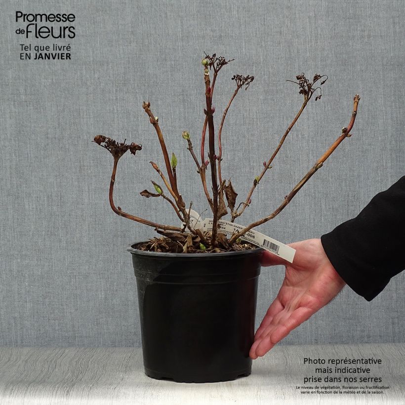 Hydrangea macrophylla Star Gazer Blue - Ortensia Vaso da 4L/5L esemplare consegnato in inverno