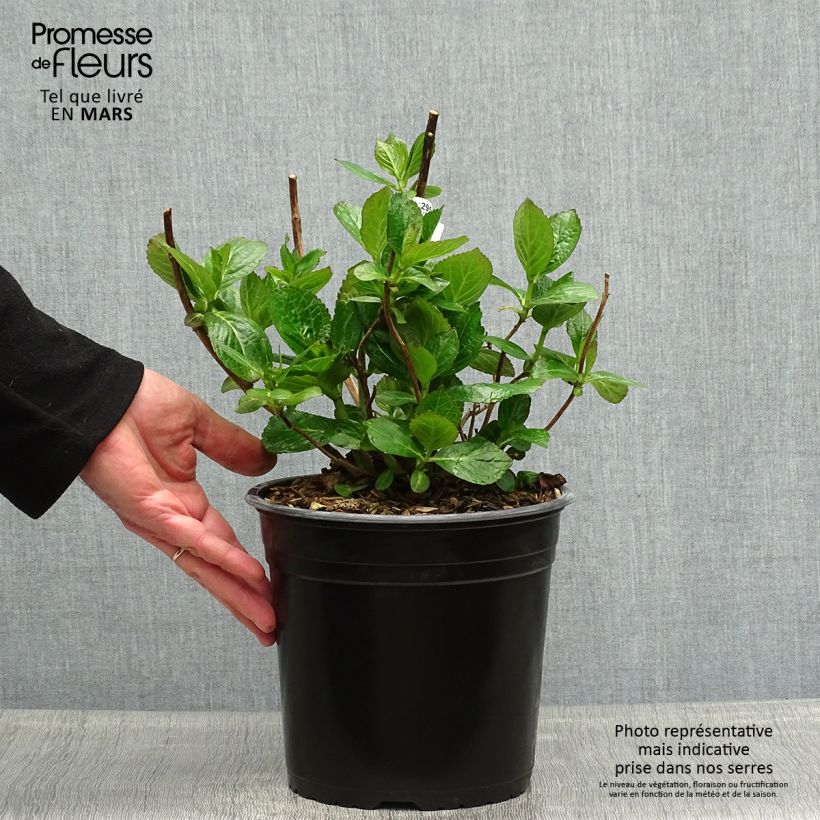 Hydrangea macrophylla Star Gazer Blue - Ortensia Vaso da 4L/5L esemplare consegnato in primavera