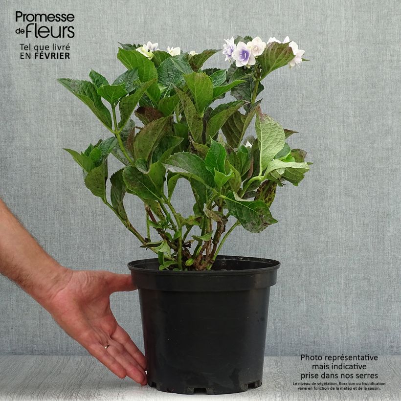 Esemplare di Hydrangea macrophylla Stargazer - Ortensia Vaso da 4L/5L come consegnato in autunno