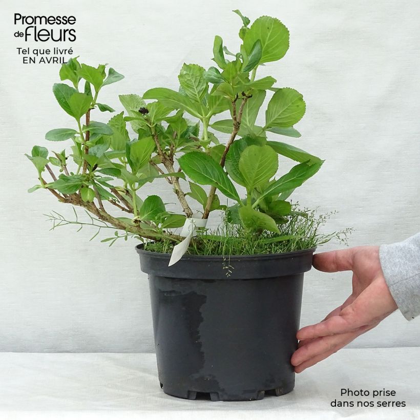 Hydrangea macrophylla Stargazer - Ortensia Vaso da 4L/5L esemplare consegnato in primavera