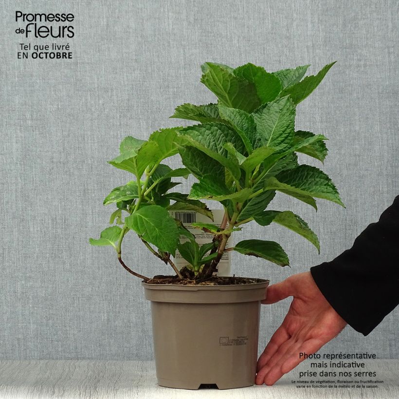 Esemplare di Hydrangea macrophylla Teller Pink - Ortensia Vaso da 2L/3L come consegnato in autunno