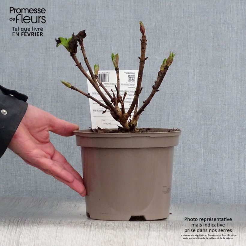 Hydrangea macrophylla Teller Pink - Ortensia Vaso da 2L/3L esemplare consegnato in inverno