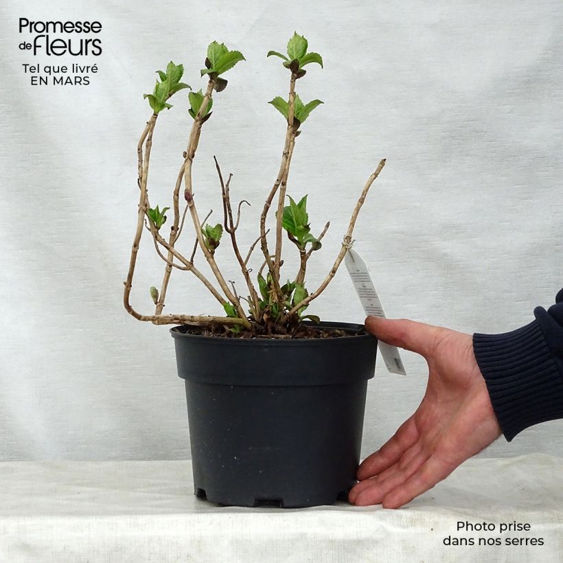 Hydrangea macrophylla Teller Pink - Ortensia Vaso da 2L/3L esemplare consegnato in primavera
