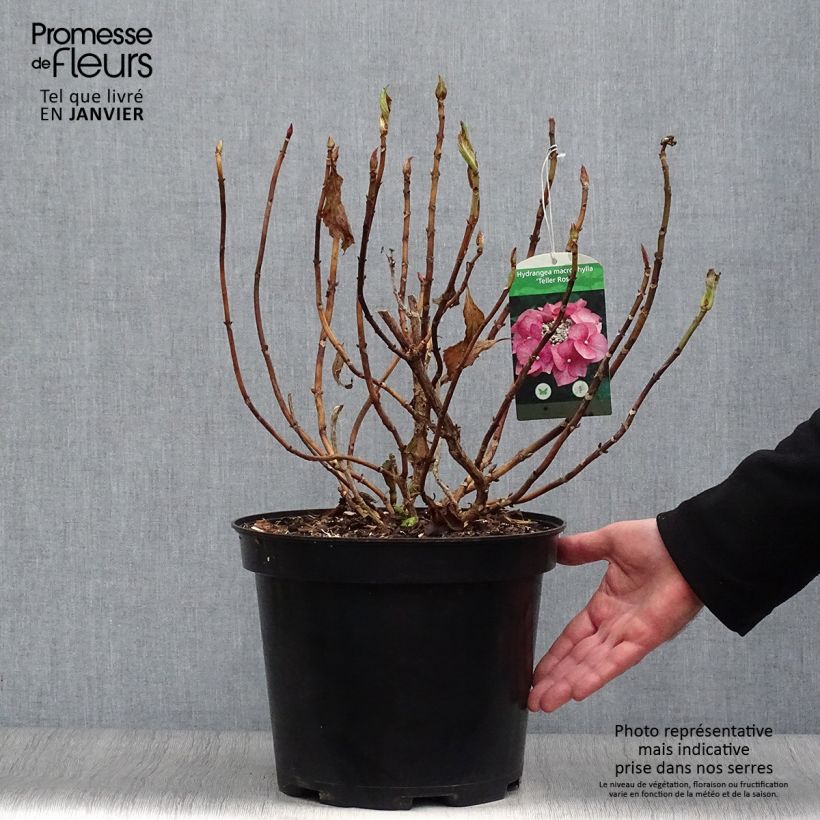 Hydrangea macrophylla Teller Pink - Ortensia Vaso da 7,5L/10L esemplare consegnato in inverno
