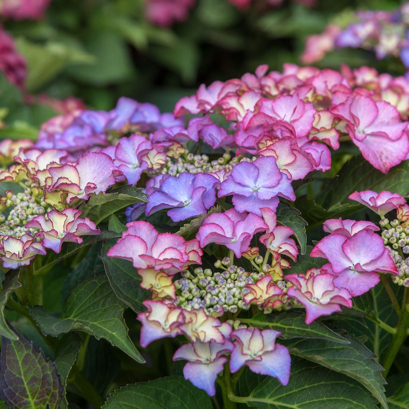 Hydrangea macrophylla Tiffany - Ortensia (Fioritura)