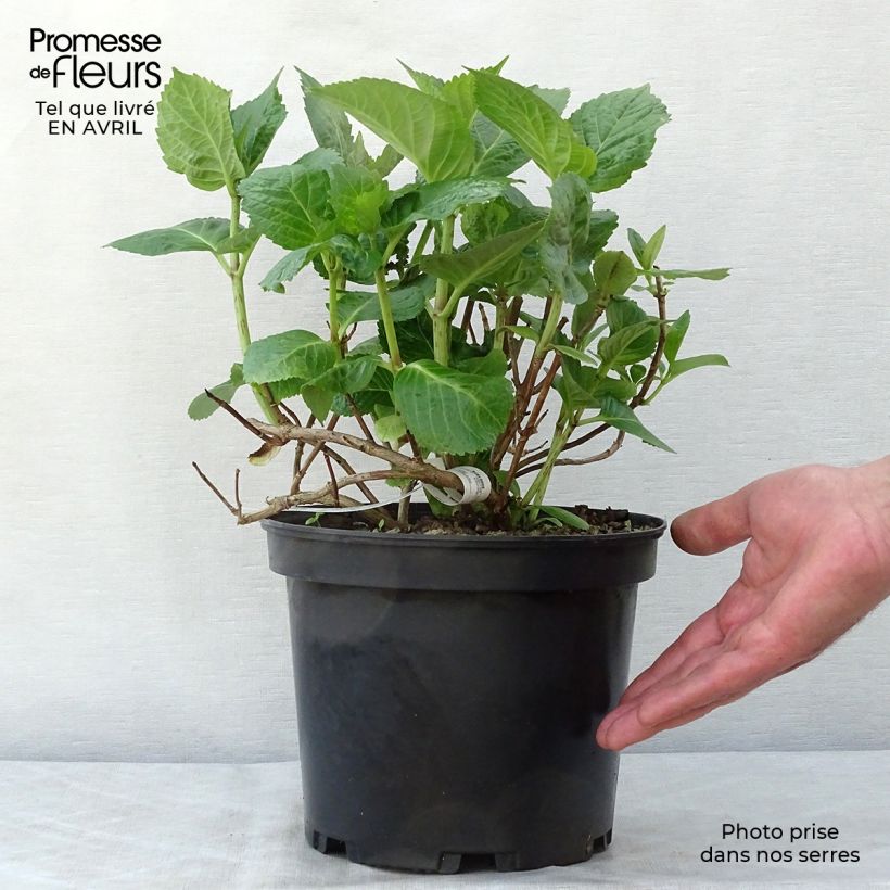 Hydrangea macrophylla Tinkerbell - Ortensia Vaso da 1,5L/2L esemplare consegnato in primavera