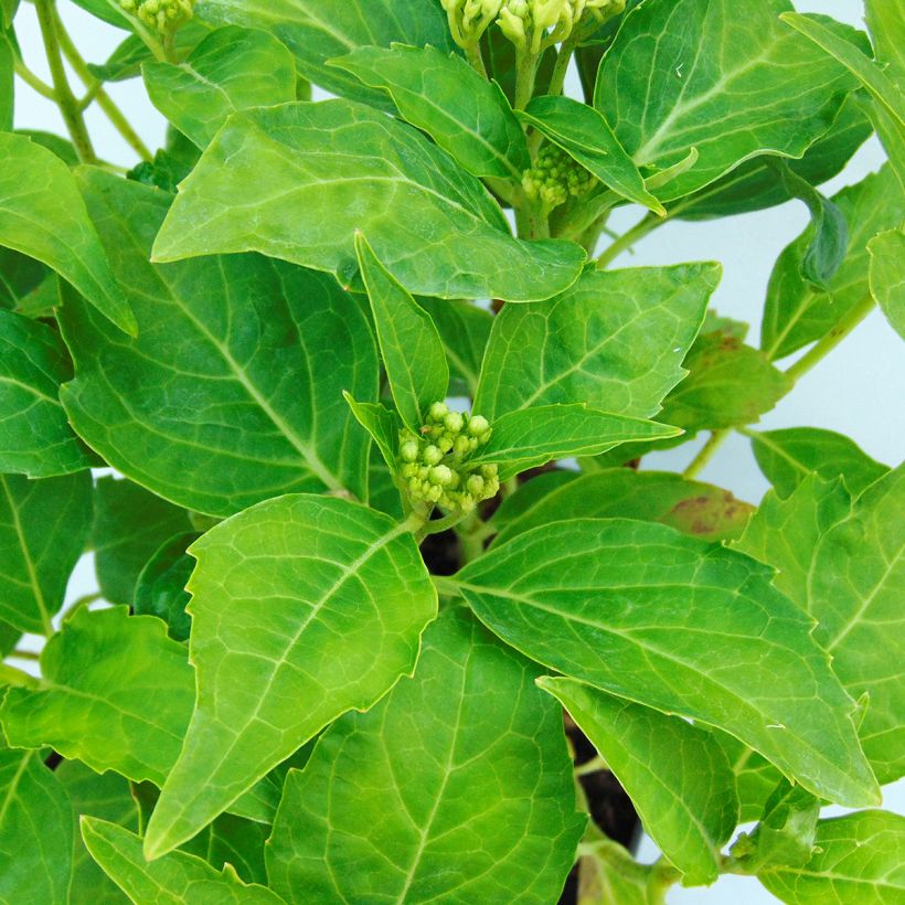Hydrangea macrophylla Tovelit - Ortensia (Fogliame)