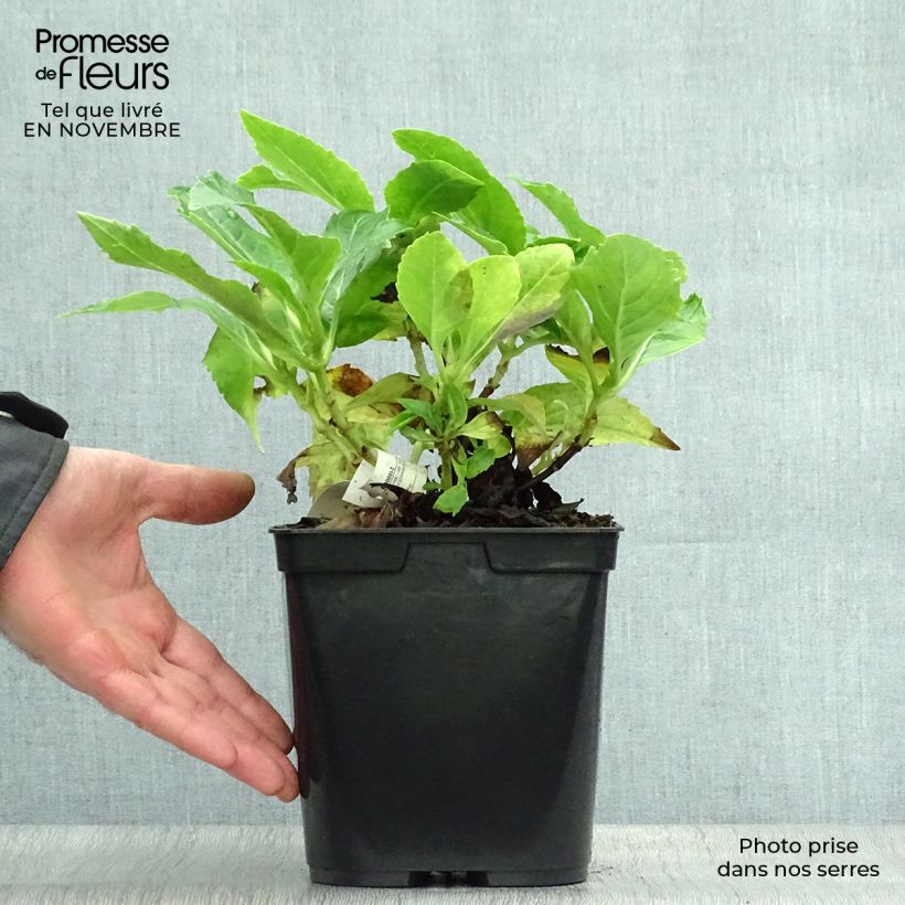 Esemplare di Hydrangea macrophylla Tovelit - Ortensia Vaso da 2L/3L come consegnato in autunno