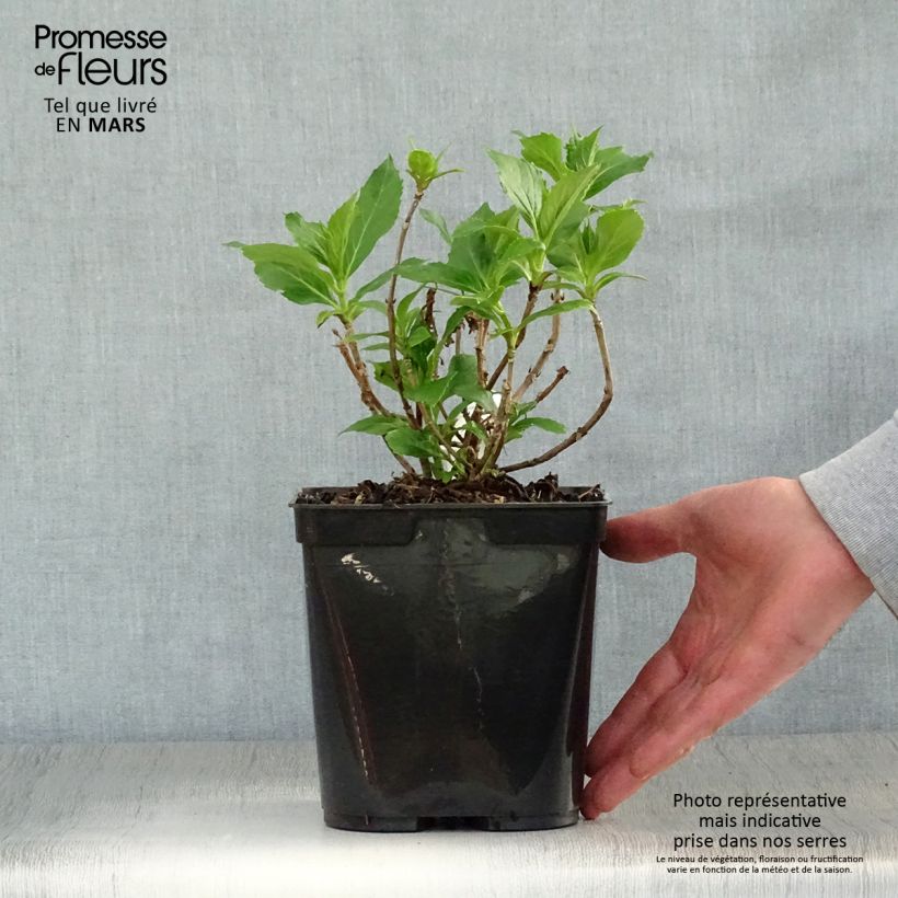 Hydrangea macrophylla Tovelit - Ortensia Vaso da 2L/3L esemplare consegnato in primavera