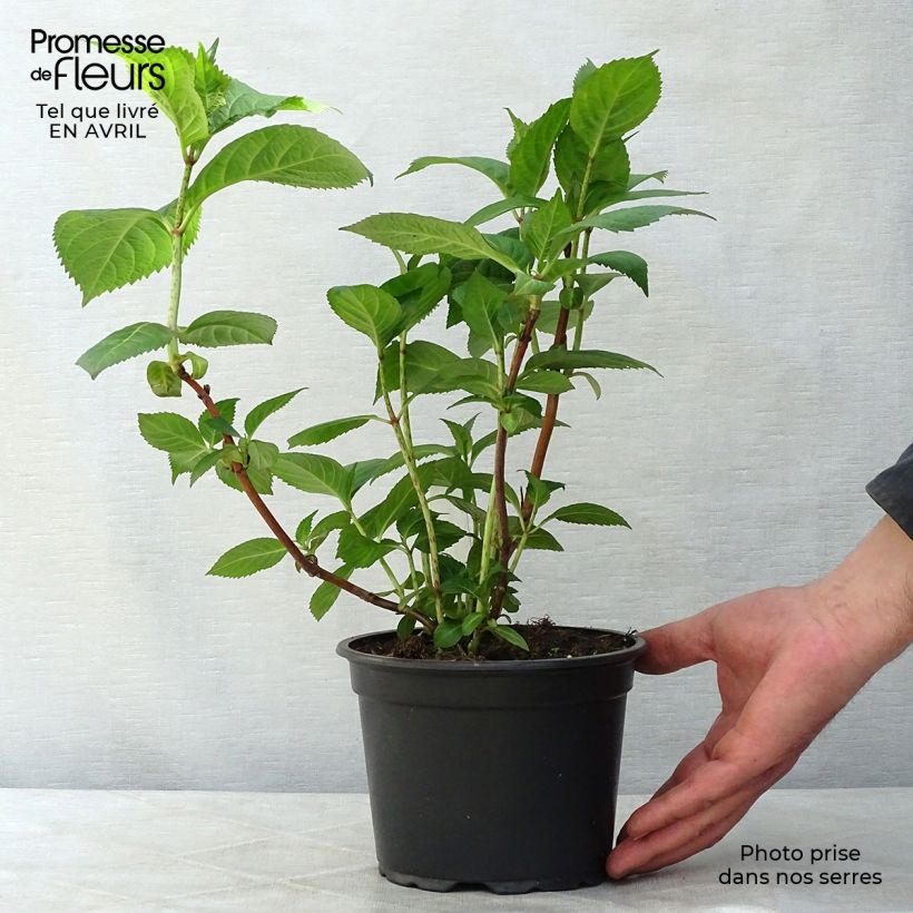 Hydrangea macrophylla Veitchii - Ortensia Vaso da 2L/3L esemplare consegnato in primavera