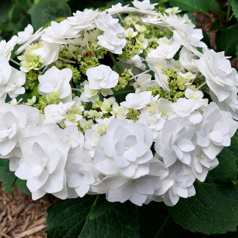 Hydrangea macrophylla Wedding Gown - Ortensia (Fioritura)