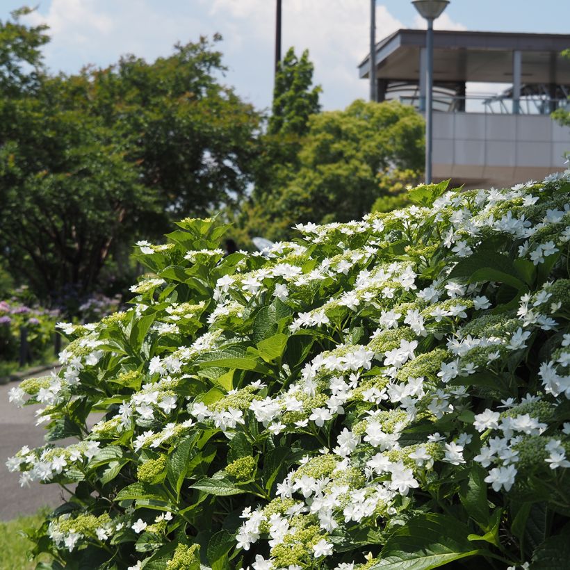 Hydrangea macrophylla Wedding Gown - Ortensia (Porto)