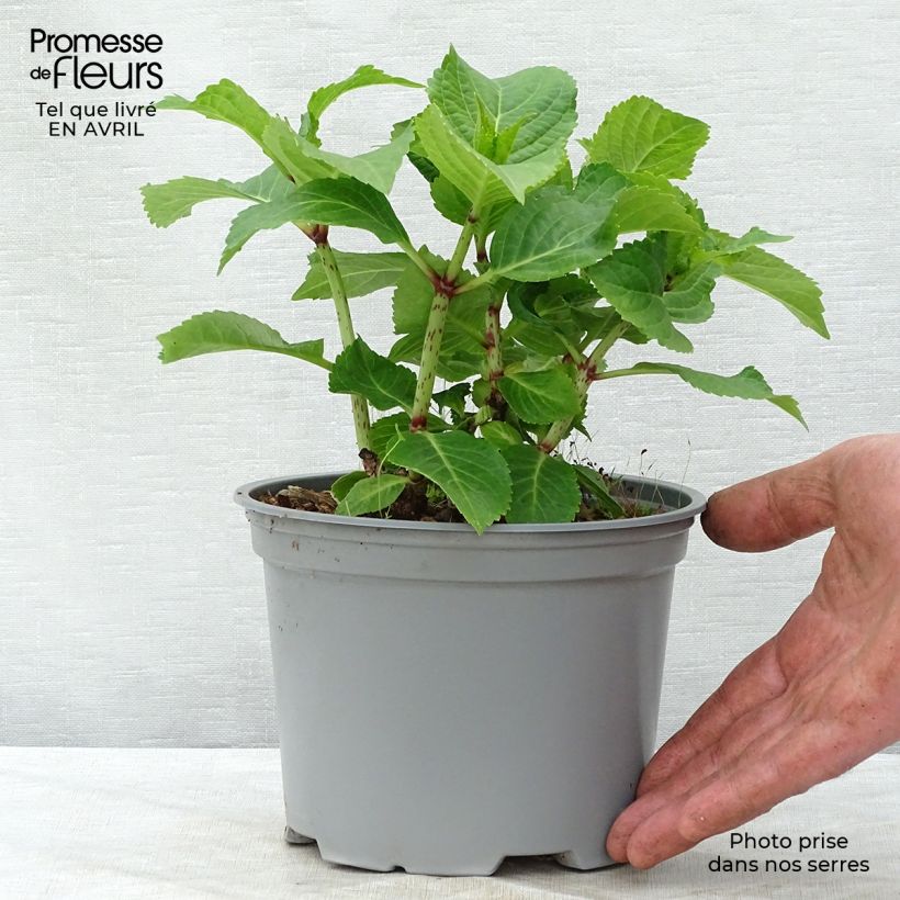 Hydrangea macrophylla Wedding Gown - Ortensia Vaso da 1,5L/2L esemplare consegnato in primavera