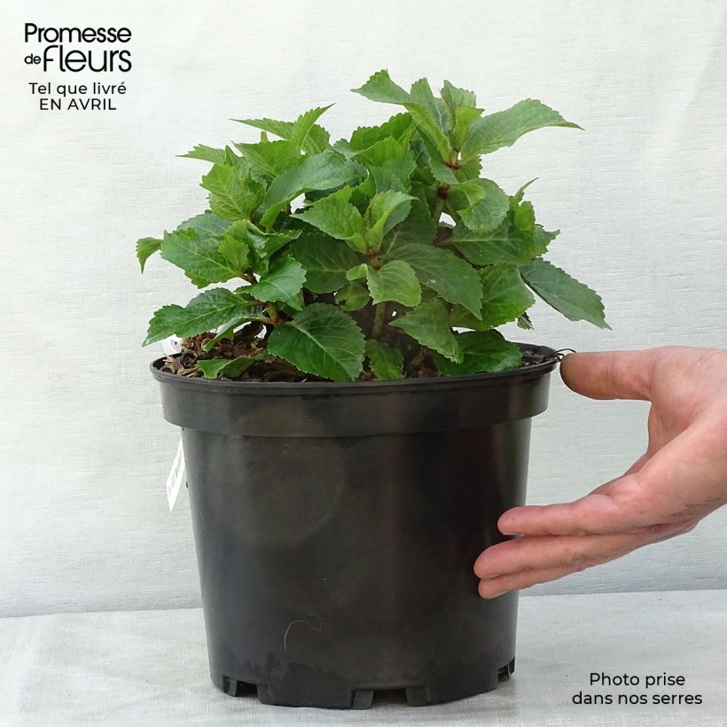 Hydrangea macrophylla Wedding Gown - Ortensia Vaso da 4L/5L esemplare consegnato in primavera