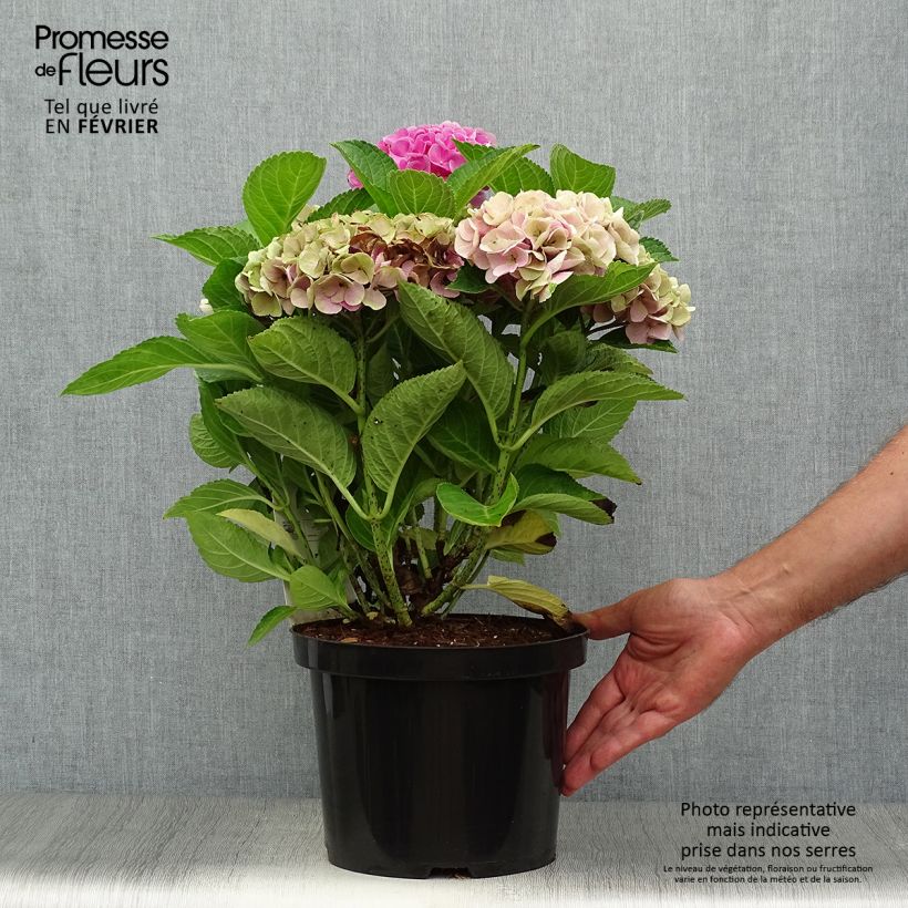 Esemplare di Hydrangea macrophylla Xian - Ortensia Vaso da 4L/5L come consegnato in autunno
