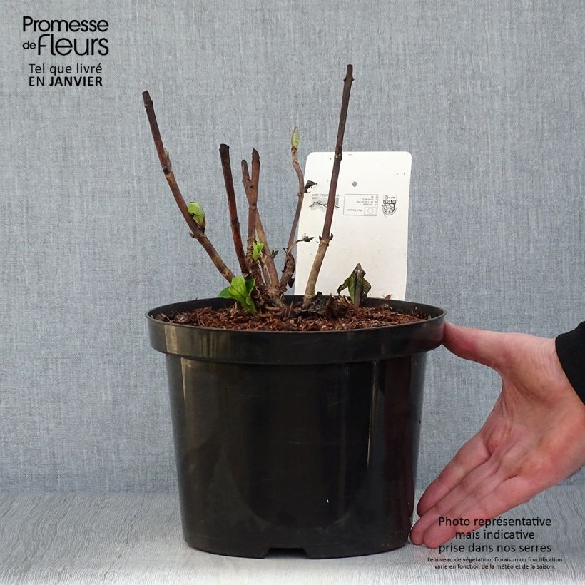 Hydrangea macrophylla Xian - Ortensia Vaso da 4L/5L esemplare consegnato in inverno