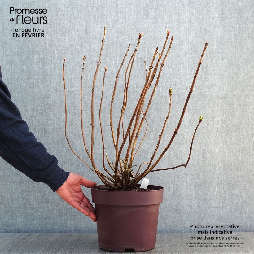 Hydrangea macrophylla Xian - Ortensia Vaso da 7,5L/10L esemplare consegnato in inverno