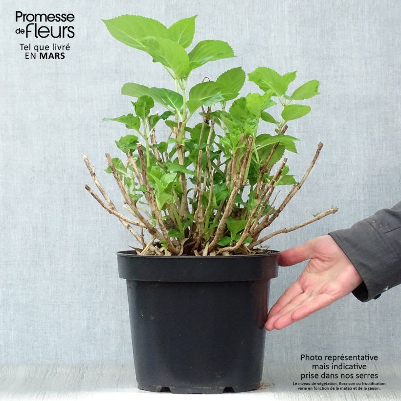 Hydrangea macrophylla Xian - Ortensia Vaso da 7,5L/10L esemplare consegnato in primavera