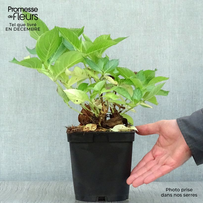 Hydrangea macrophylla Yamato - Ortensia Vaso da 2L/3L esemplare consegnato in inverno