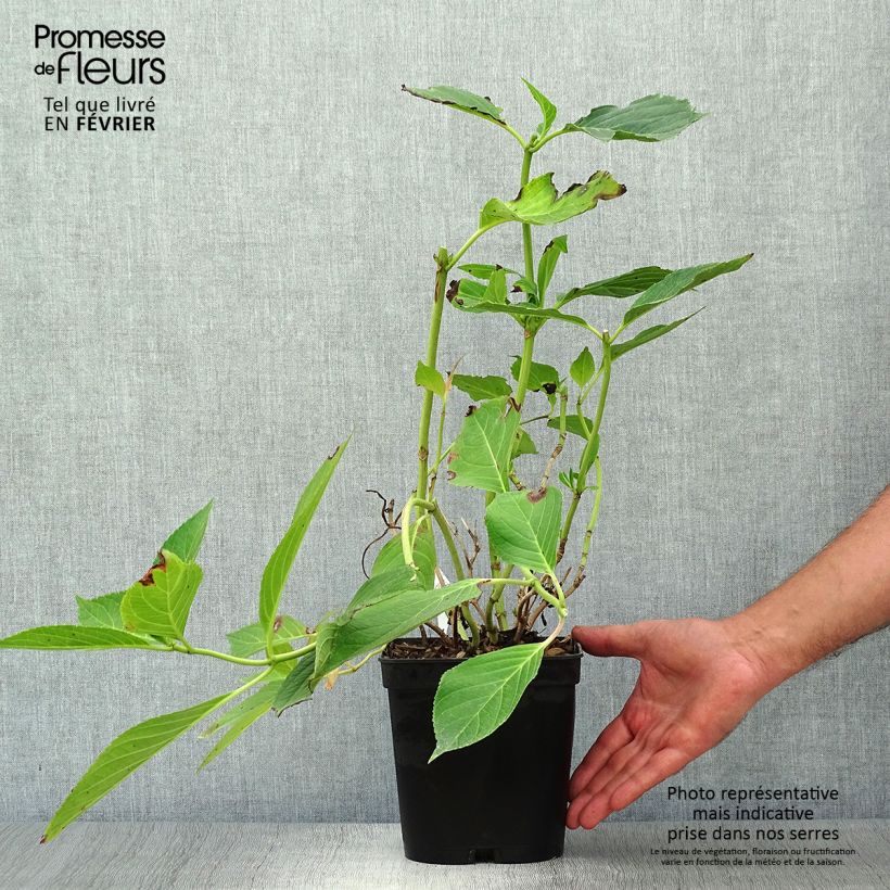 Esemplare di Hydrangea macrophylla Yamato - Ortensia Vaso da 2L/3L come consegnato in autunno